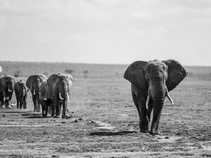 Kenya Elephant Black & White