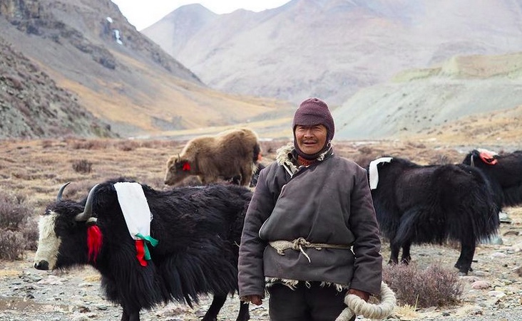 Mountain Cattle