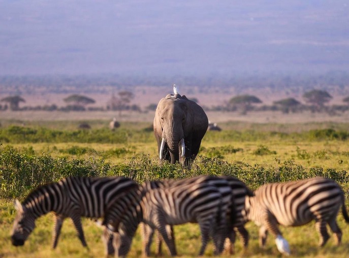 Kenya Elephant