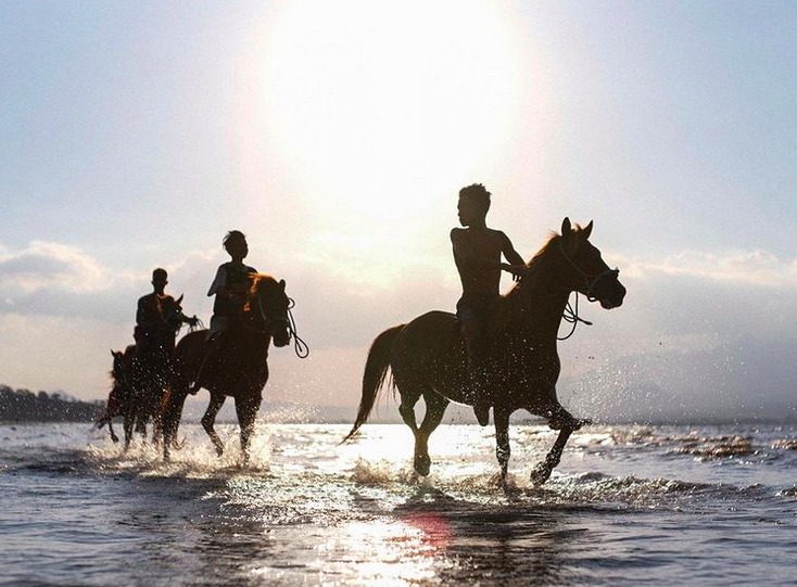 Lombok Horse