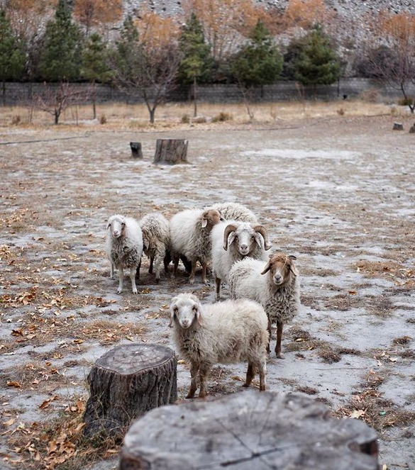 Winter Sheep